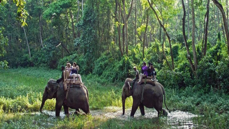Chitwan Jungle Safari Tour Package: A 2025 Guide to Nepal’s  Adventure