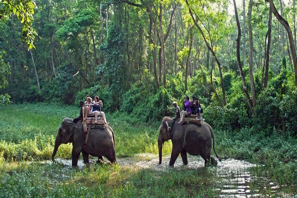 Chitwan Jungle Safari Tour Package: A 2025 Guide to Nepal’s Adventure