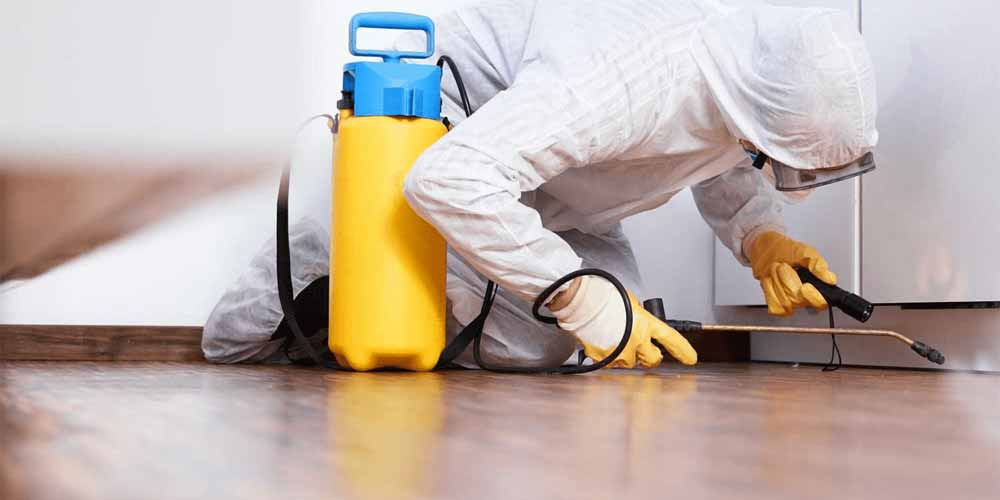 How Pest Control Services Protect Your Home from Unwanted Invaders